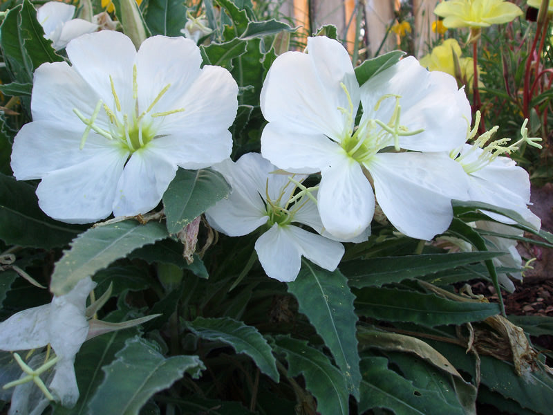 White Evening Primrose in moon garden