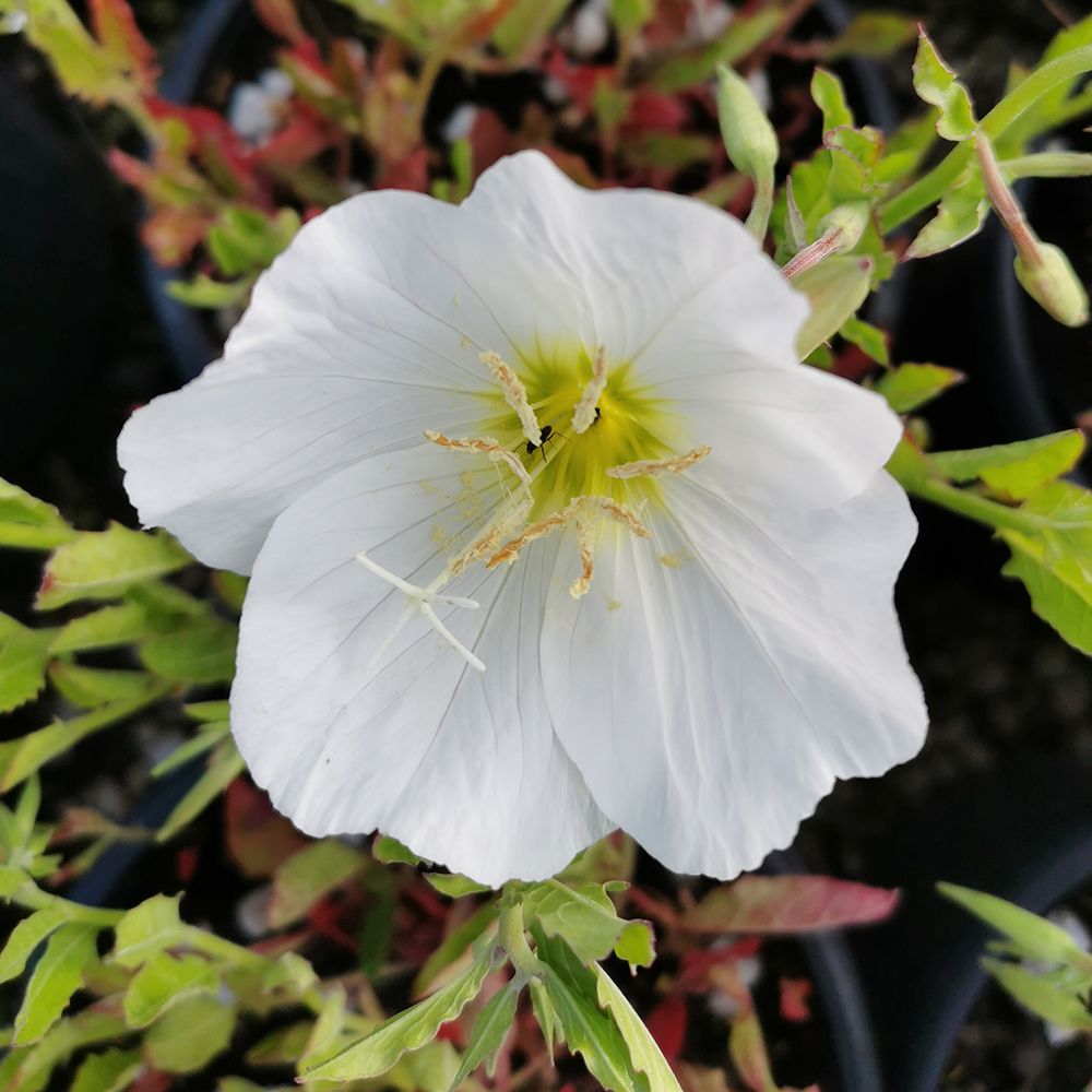 Non GMO White Evening Primrose seeds