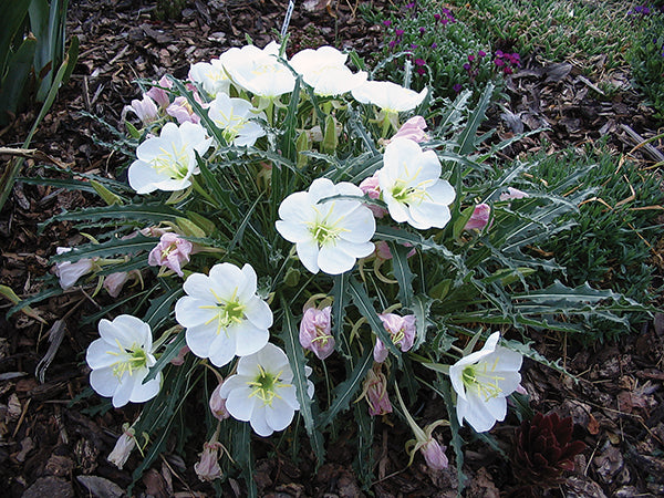 Ornamental White Evening Primrose flowering plant