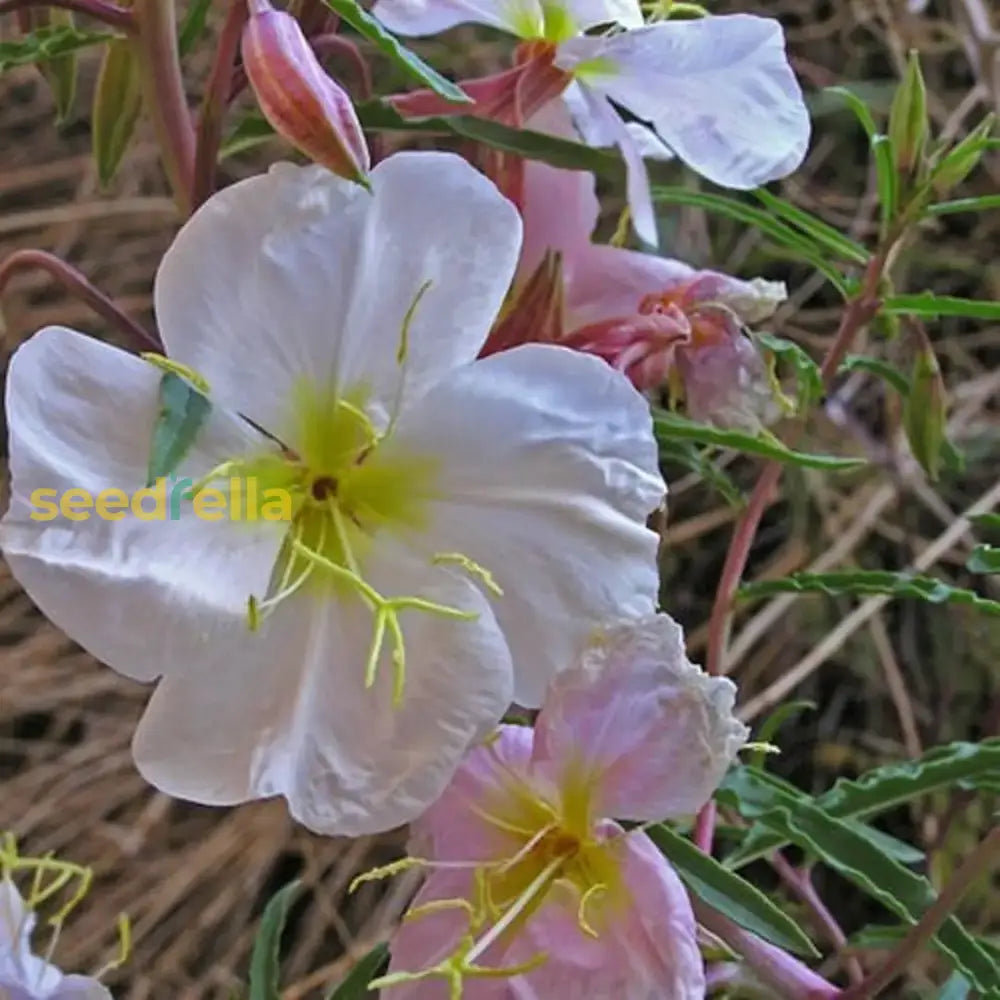 Ornamental White Evening Primrose seeds for landscapes