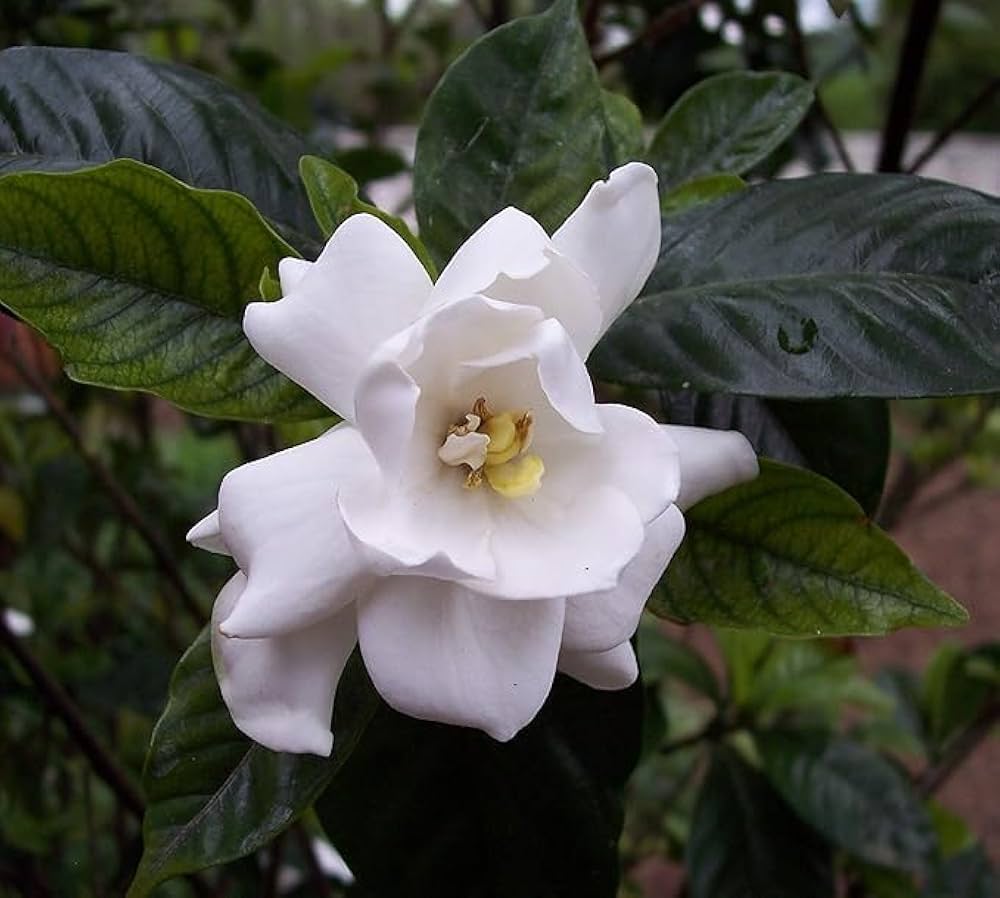 Fragrant White Gardenia flowers in bloom