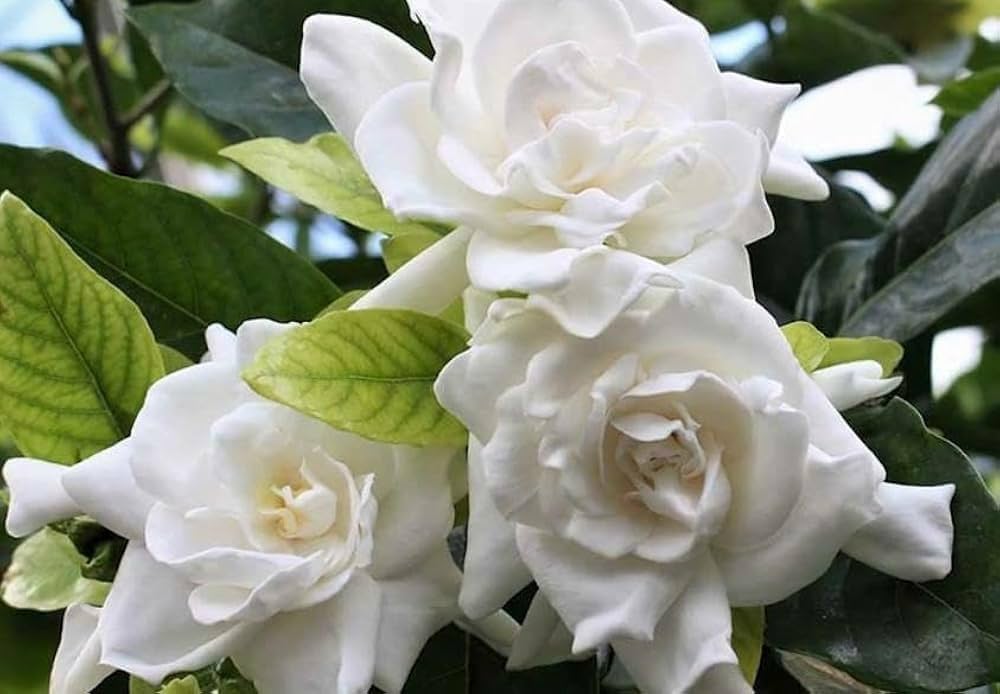 High germination White Gardenia Jasminoides seeds