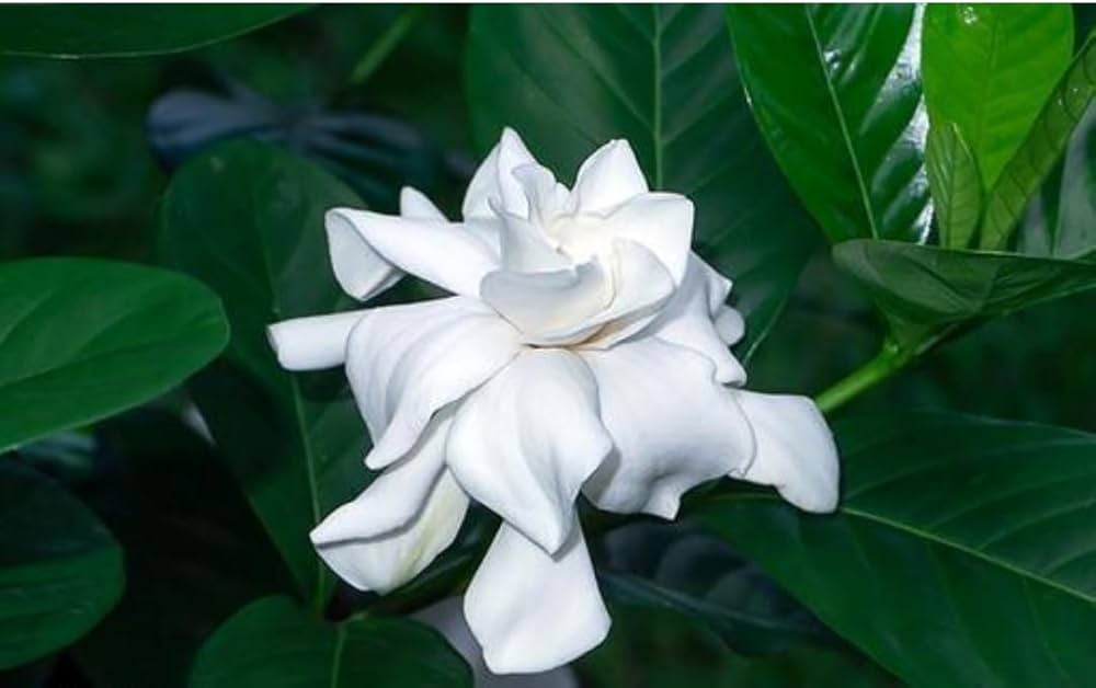 Ornamental Gardenia shrub with white blooms