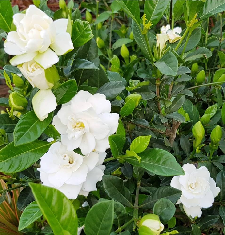 Potted Gardenia plant with fragrant flowers