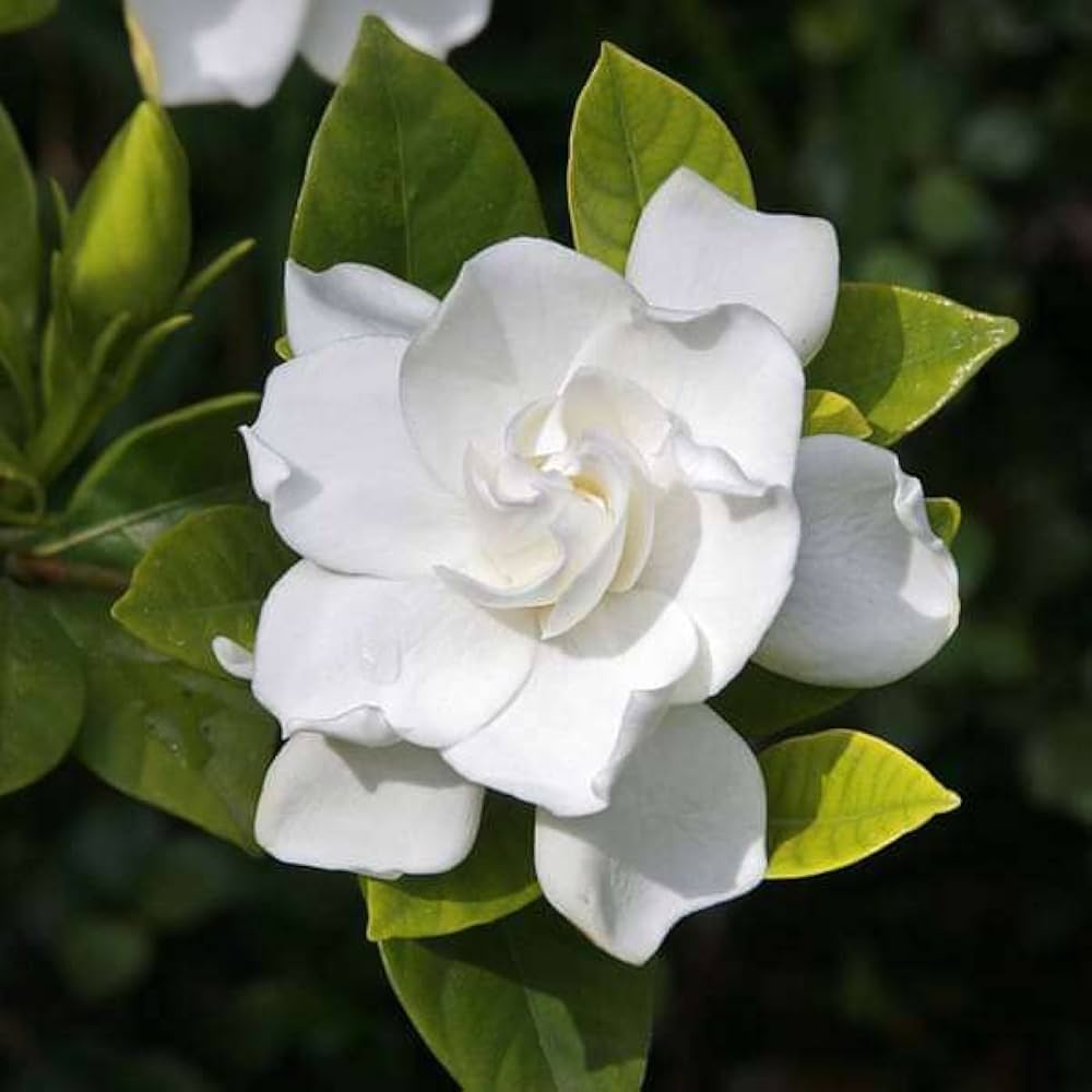 White Loral Gardenia seeds for planting