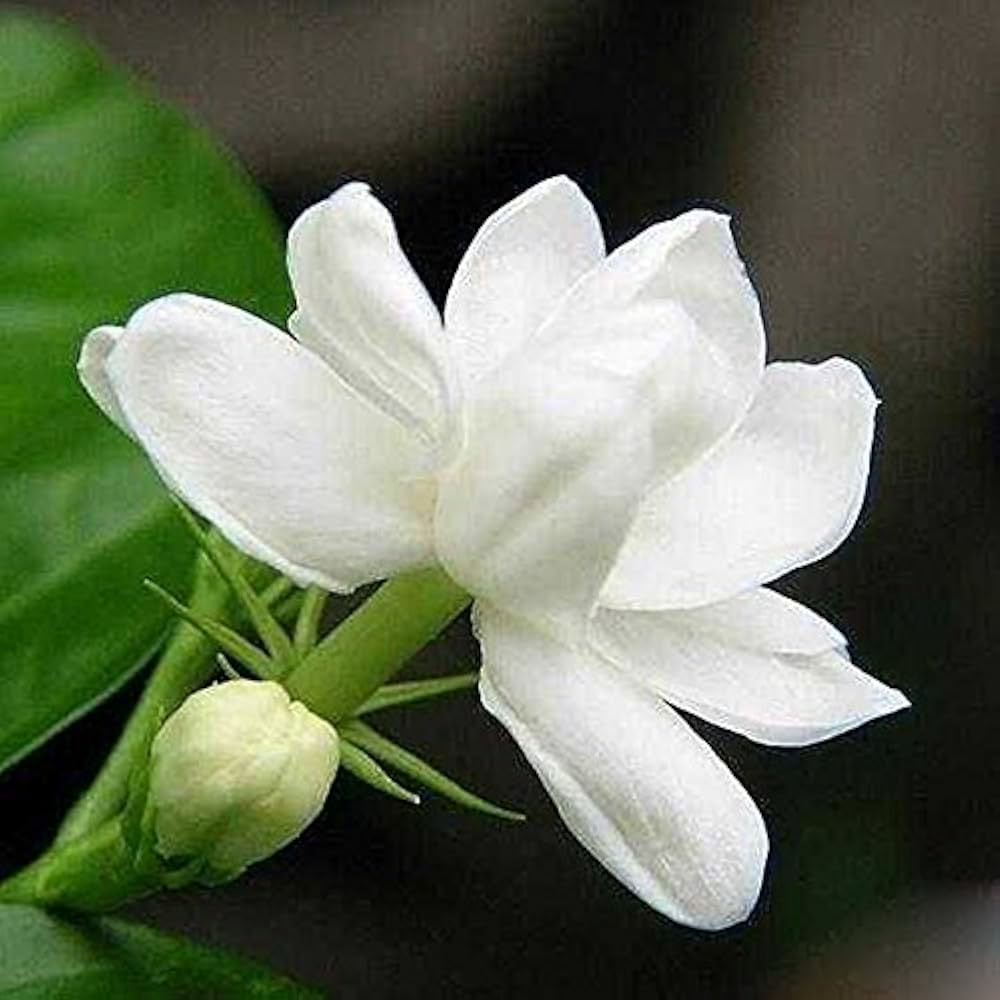 High germination white Gardenia seeds