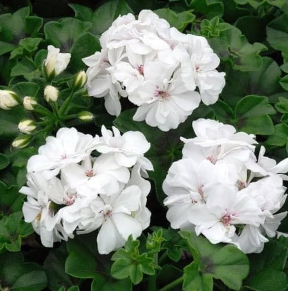 Non-GMO White Geranium Pelargonium seeds