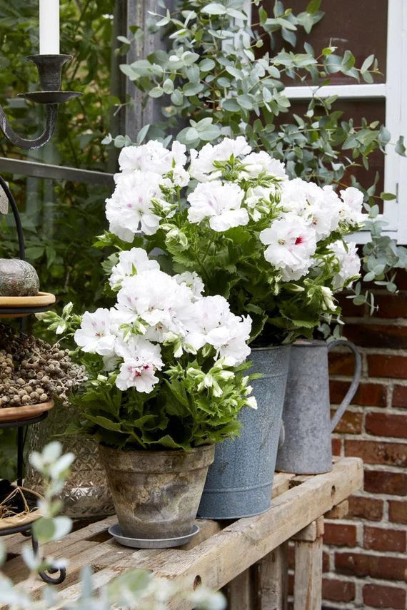 Potted White Geranium Pelargonium plant