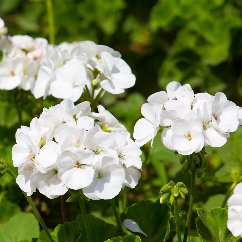 White Geranium Pelargonium flower seeds for planting