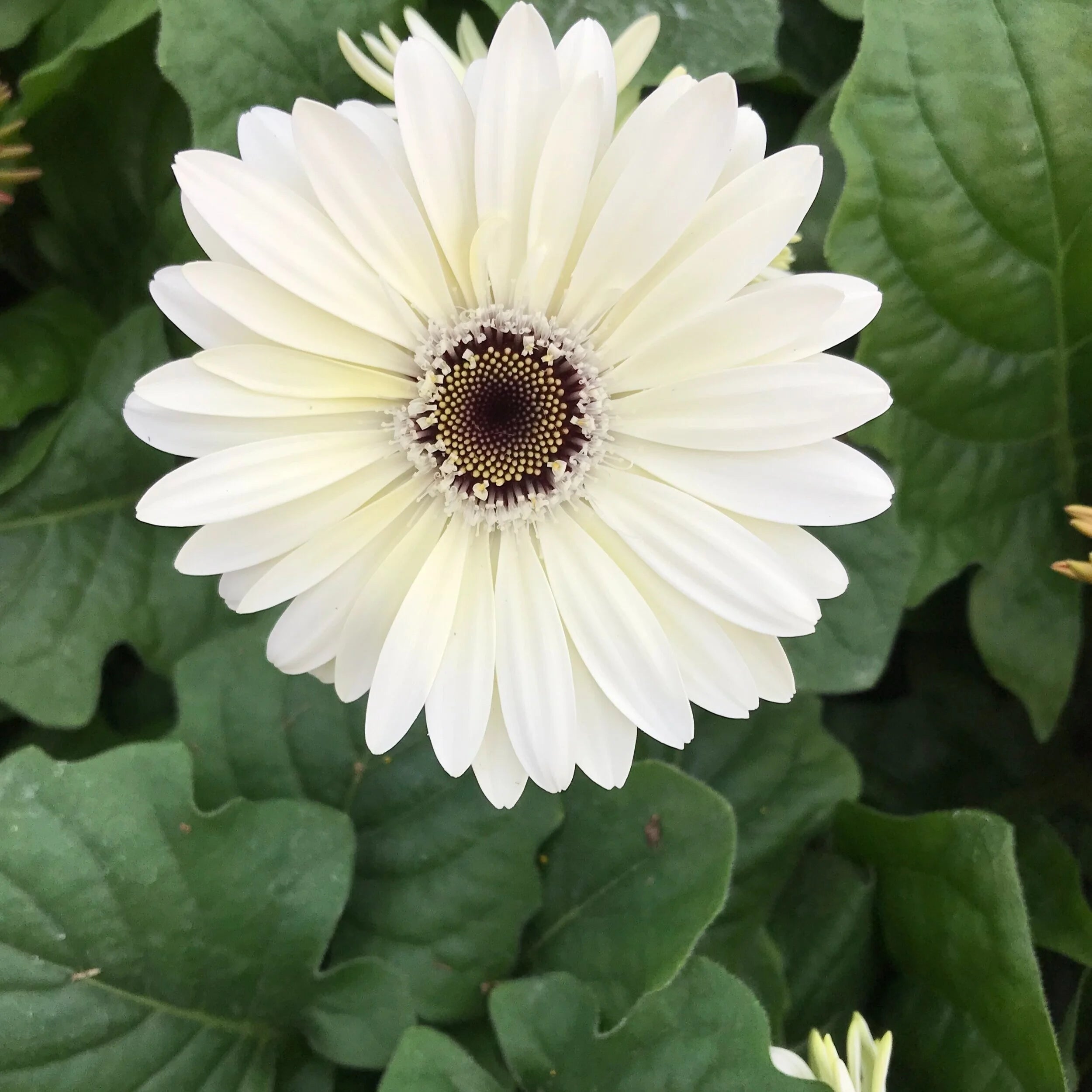 White Gerbera Vanilla used as cut flowers