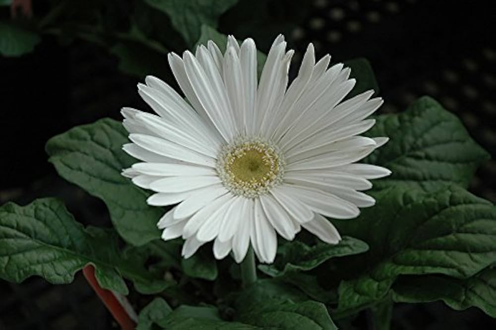 Non GMO White Gerbera Vanilla seeds