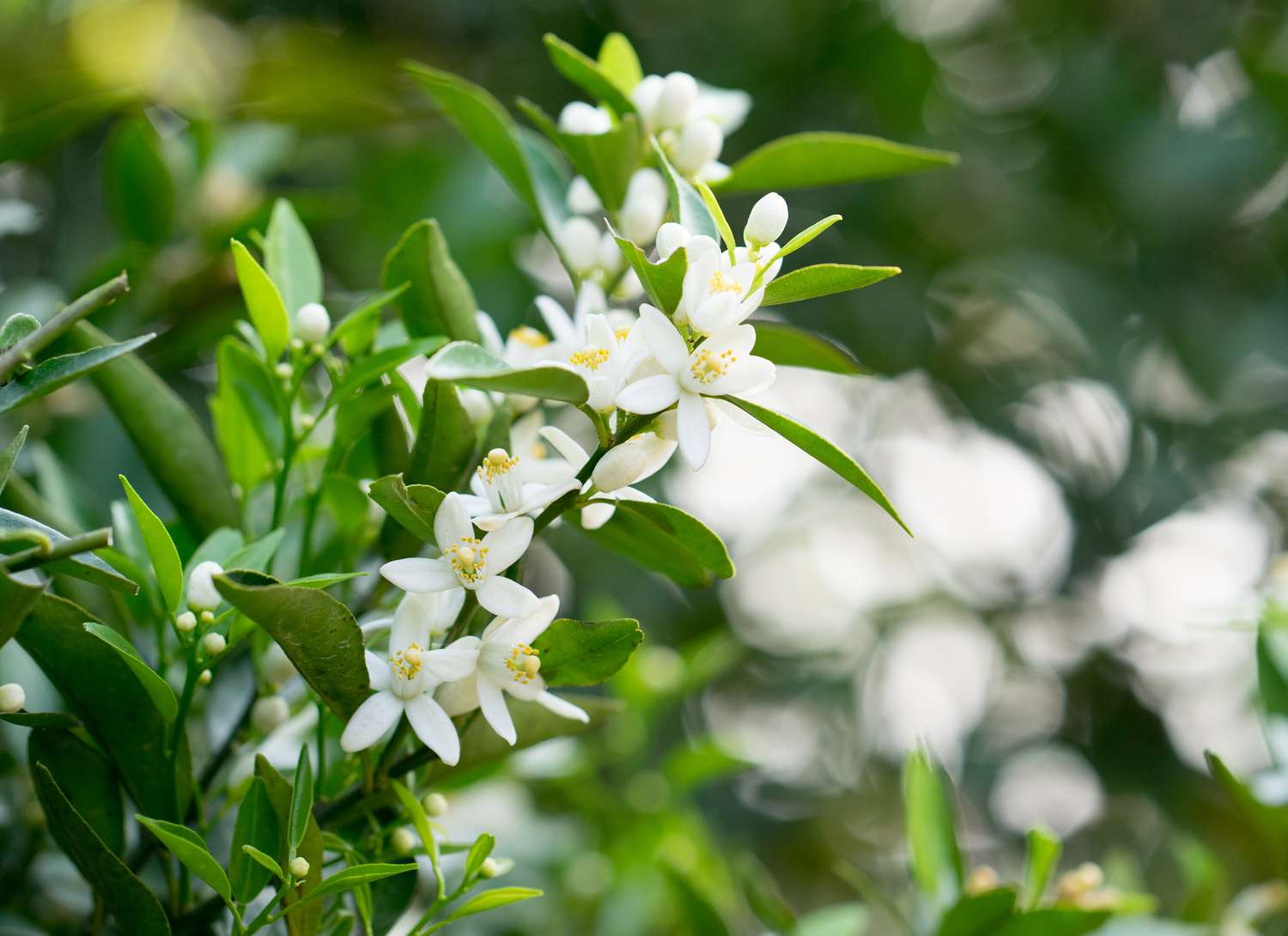 Ornamental white scented flowering plant