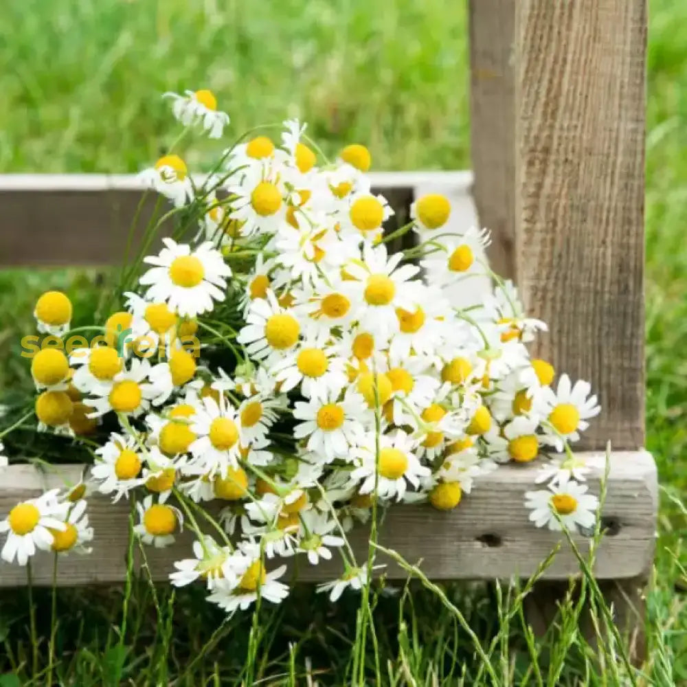 White German fragrant flower seeds for planting