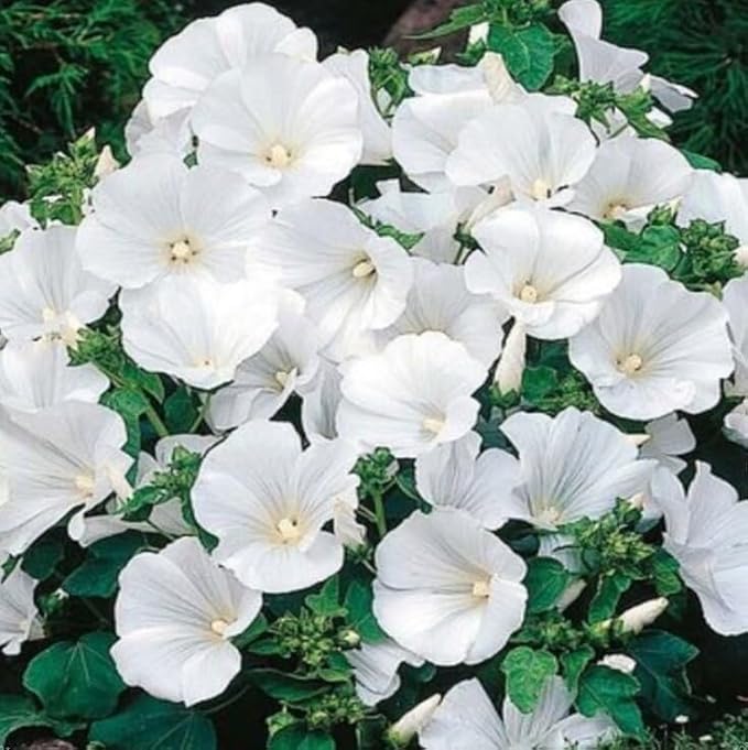 Non GMO White Lavatera flower seeds