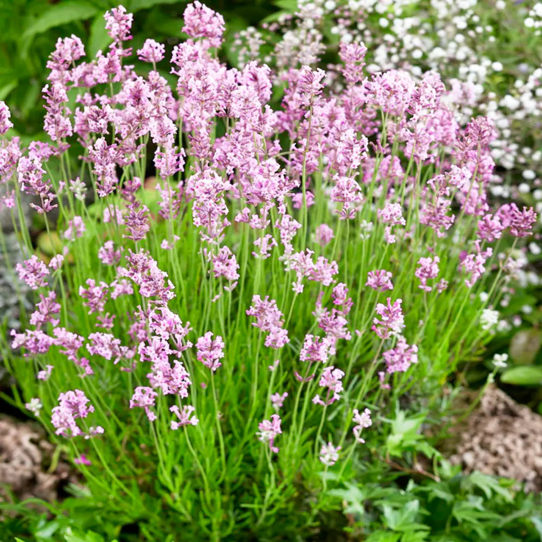 Non GMO White Lavender seeds