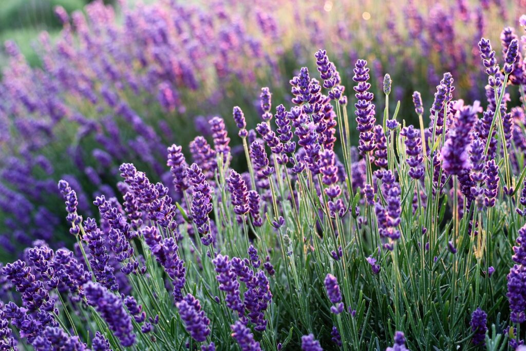 Ornamental White Lavender plant for gardens