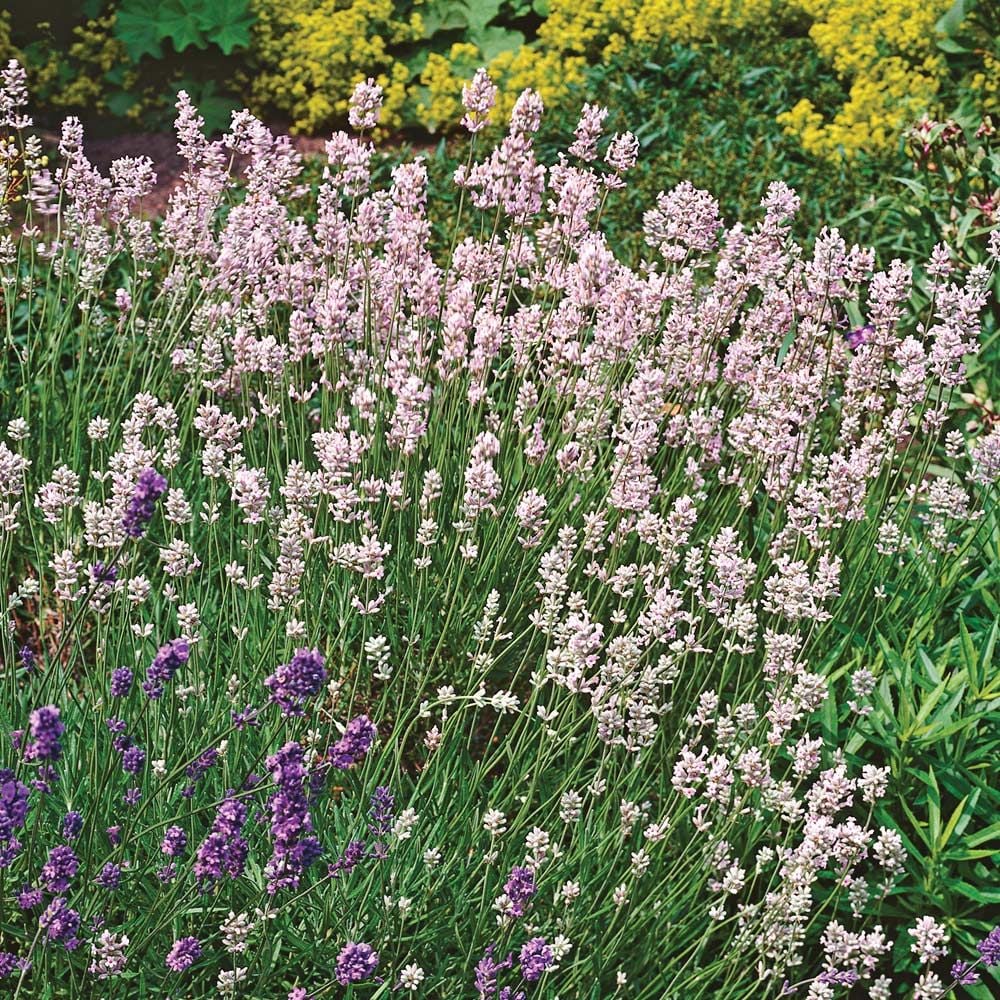 White Lavender in pollinator garden