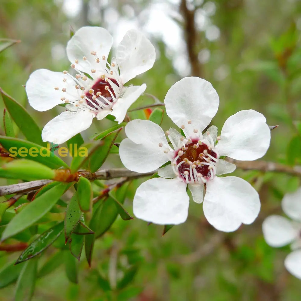 Ornamental White Leptospermum Scoparium evergreen tree