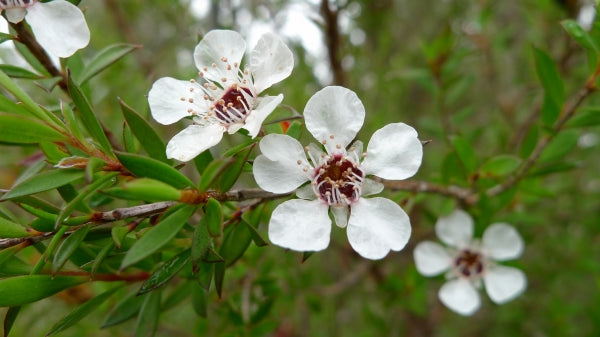White Leptospermum Scoparium hedge planting