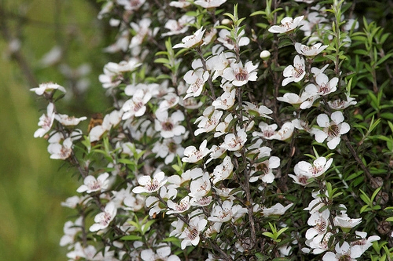 Non GMO White Leptospermum Scoparium seeds