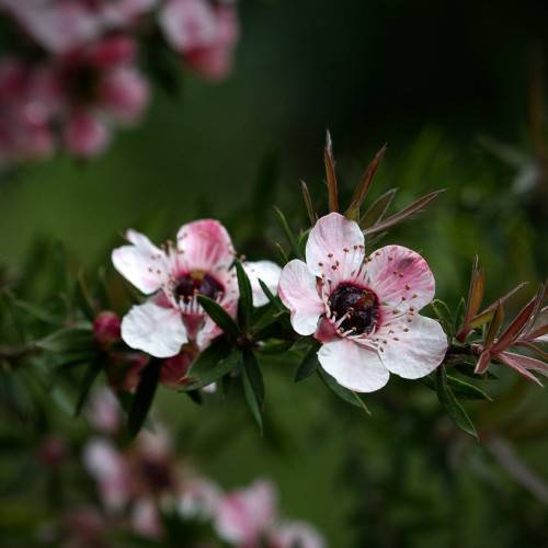 Ornamental White Leptospermum Scoparium tree