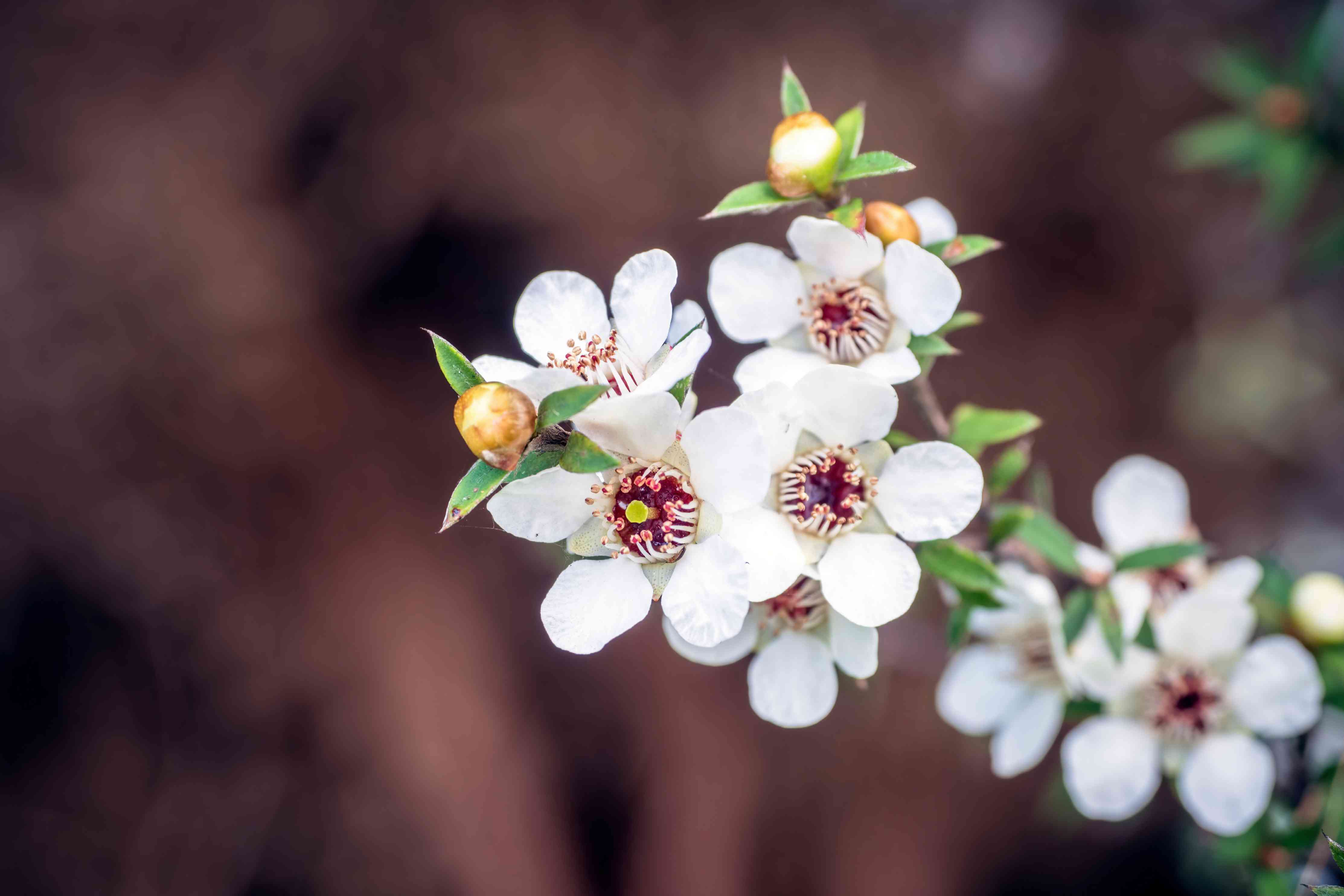 White Leptospermum Scoparium tree seeds for planting