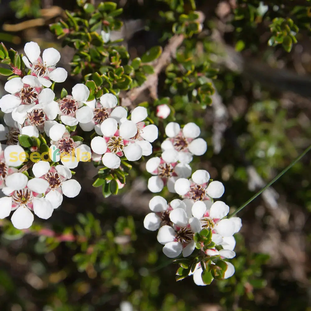 White Leptospermum Scoparium tree seeds for planting
