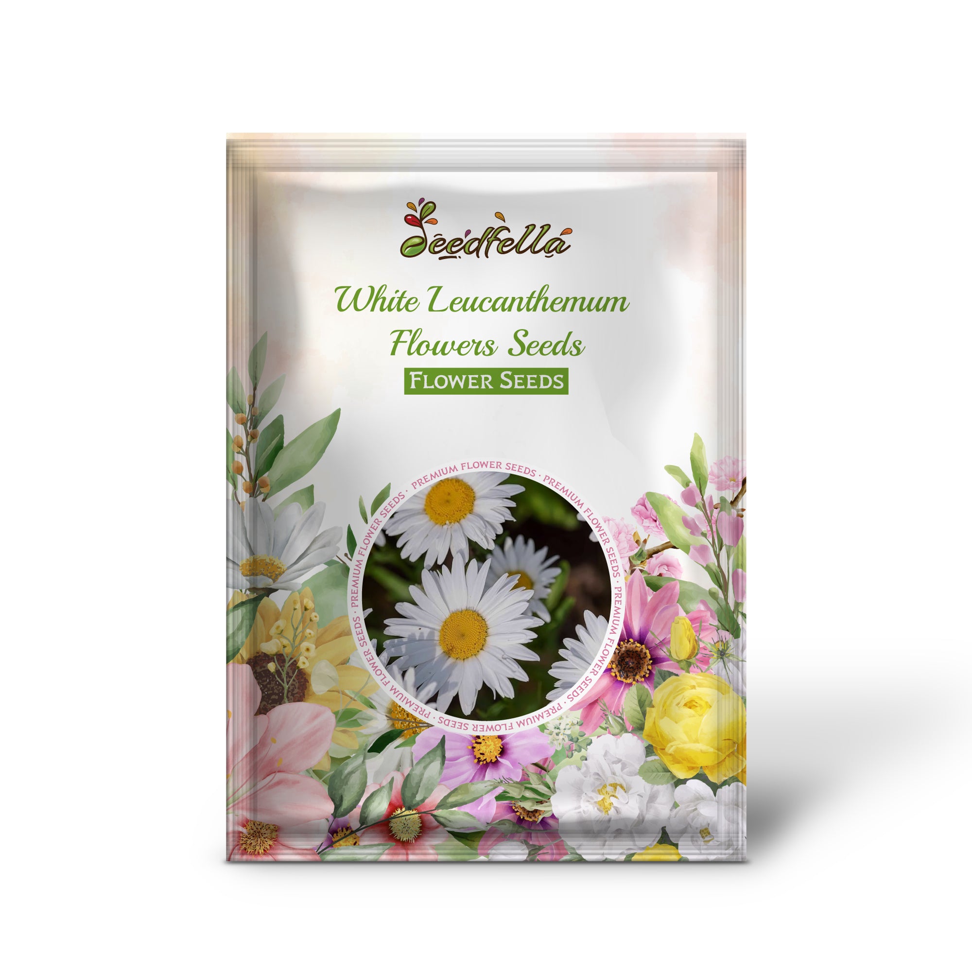 Bright white Leucanthemum flowers blooming