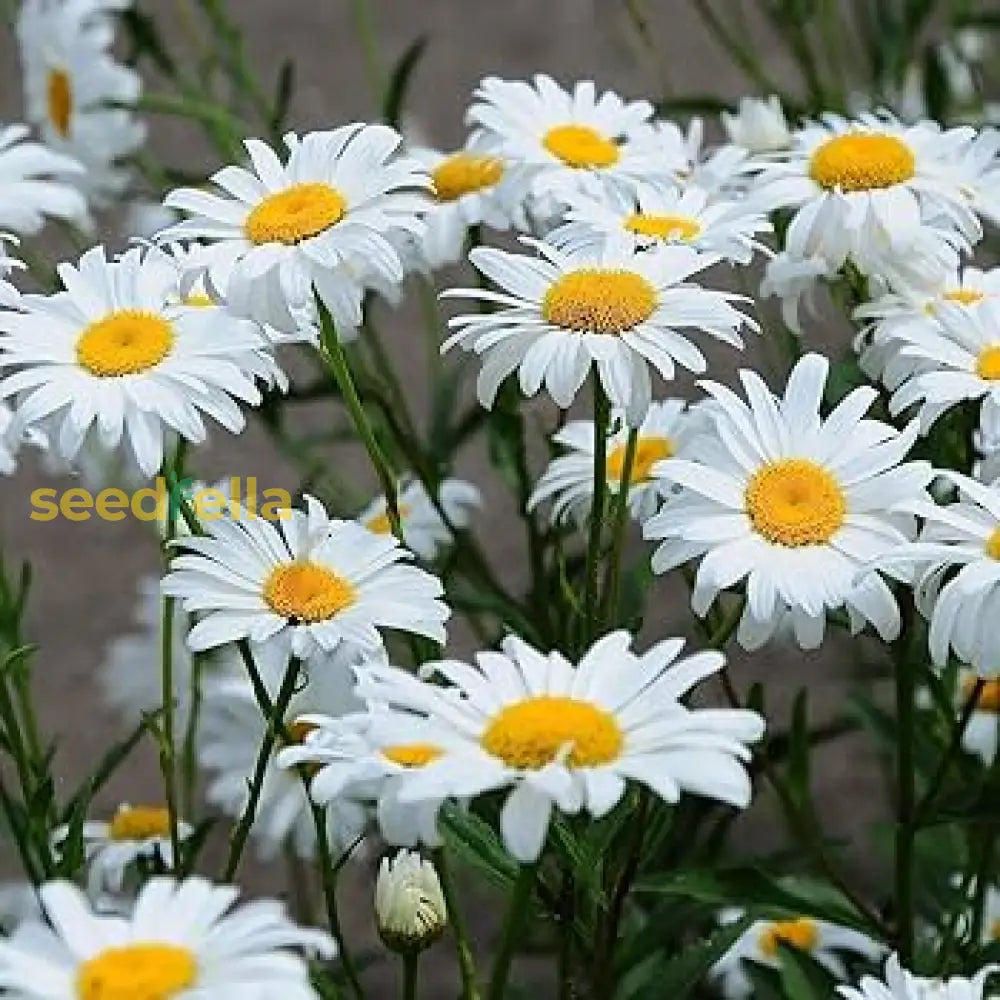 Non-GMO White Leucanthemum seeds
