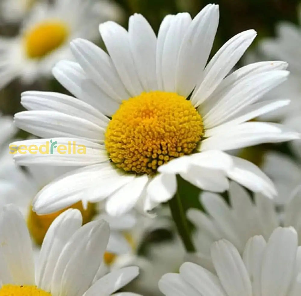 Ornamental Leucanthemum perennial plant