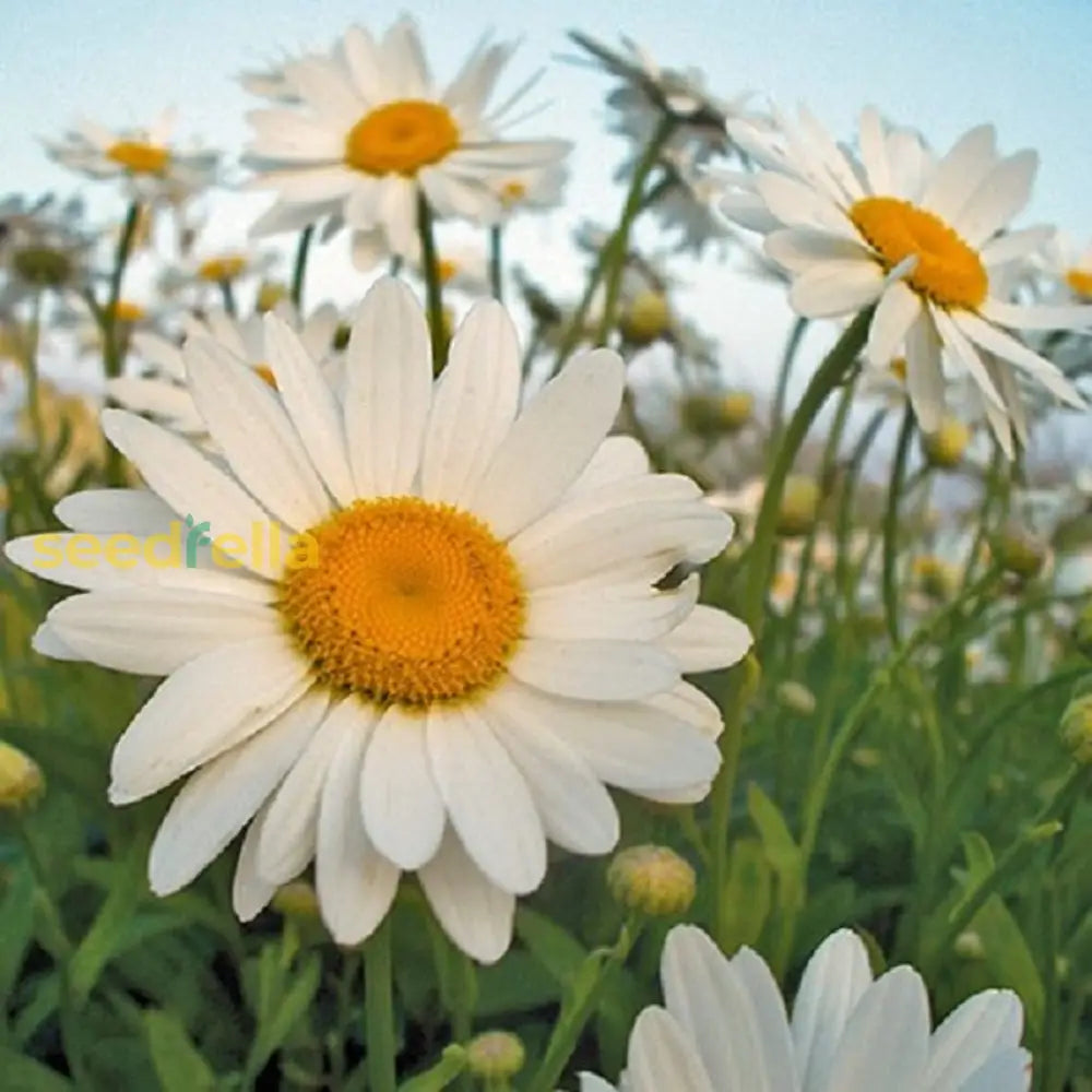 White Leucanthemum (Shasta Daisy) flower seeds for planting