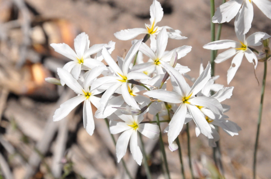 Non GMO White Leucocoryne seeds
