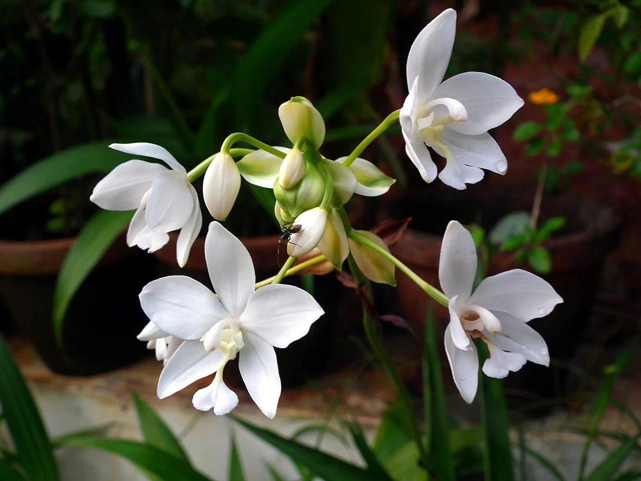 Ornamental White Leucocoryne flowering plant