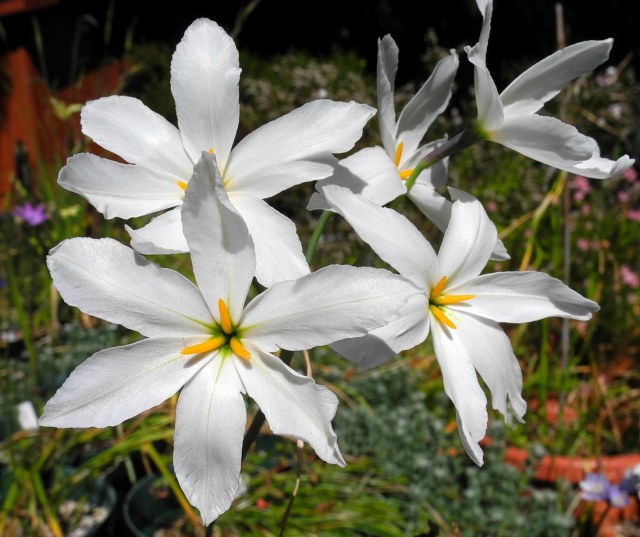 White Leucocoryne Appendiculata flower seeds for planting