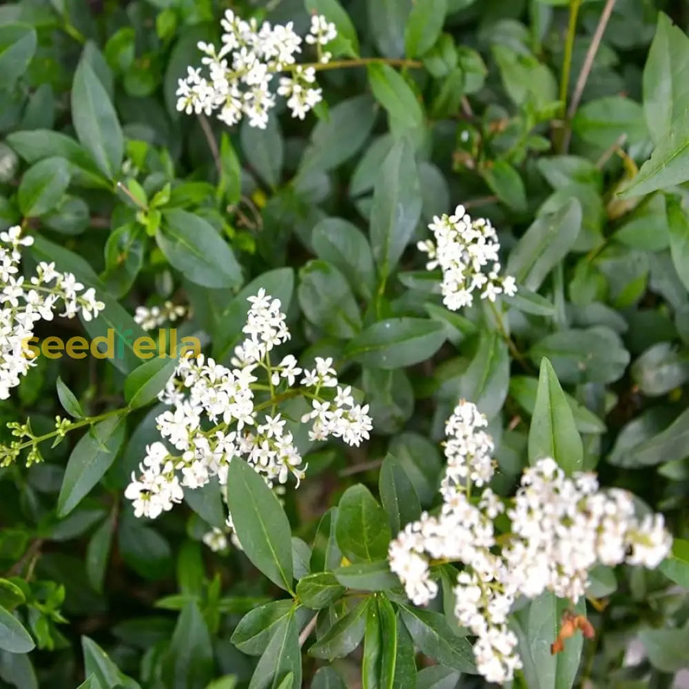Non GMO White Ligustrum seeds
