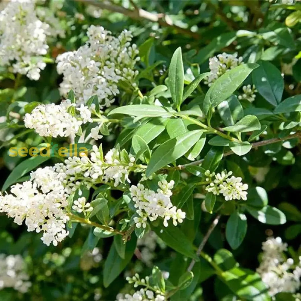 White Ligustrum flower planting seeds