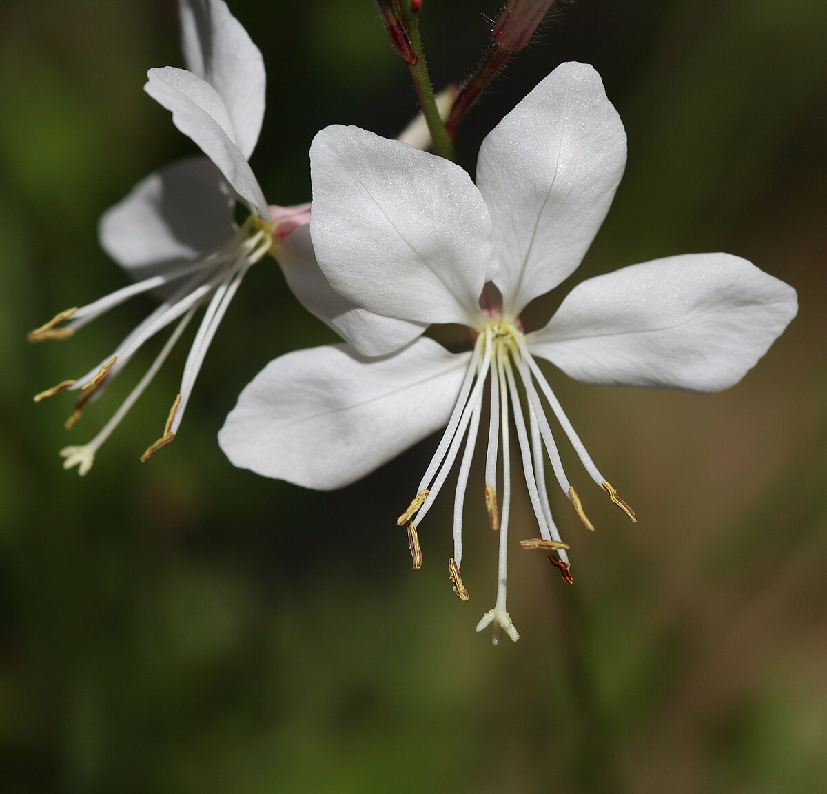 Ornamental White Lindheimeri flowering plant