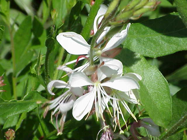 White Lindheimeri in pollinator garden