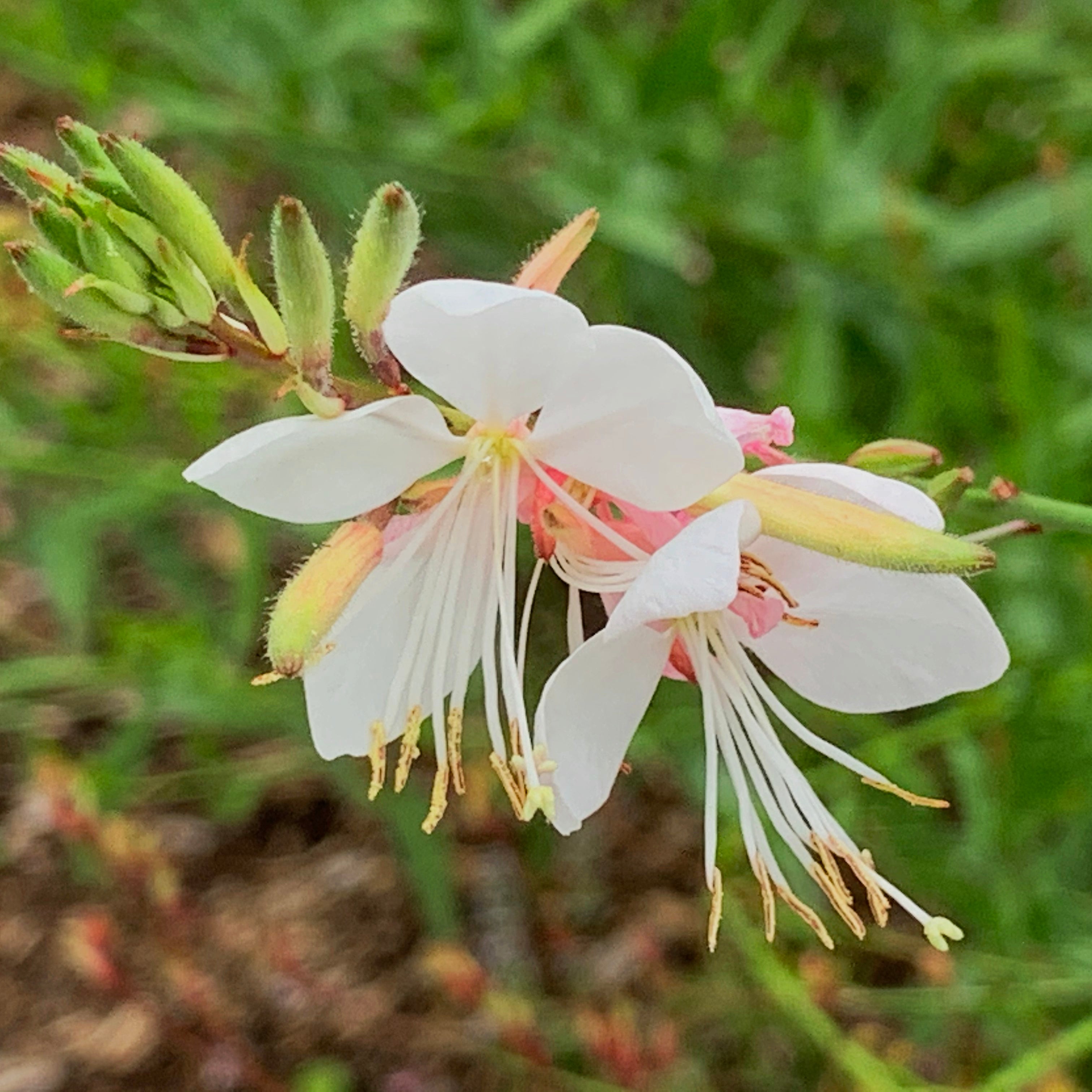 White Lindheimeri flower seeds for flourishing blooms