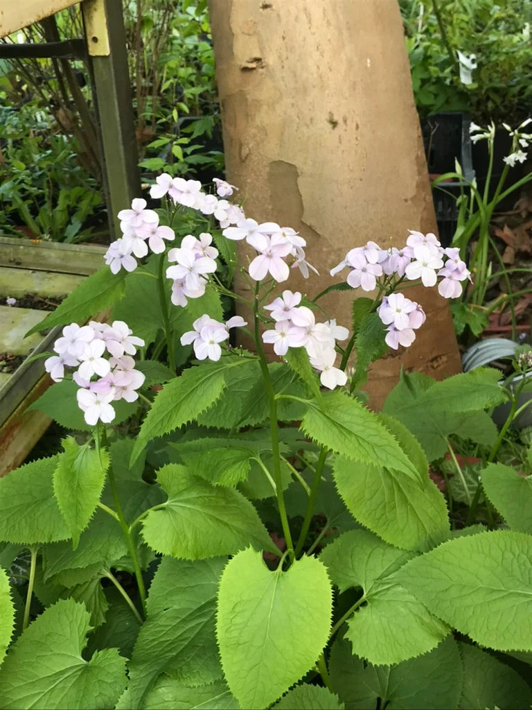 Non GMO White Lunaria Rediviva flower seeds