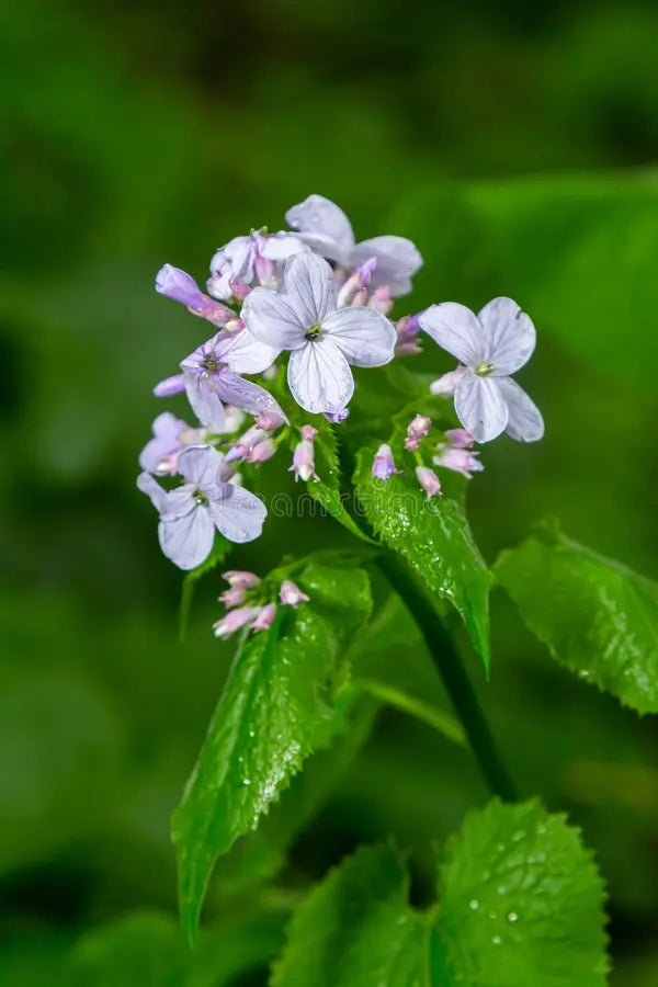 Non-GMO Lunaria seeds