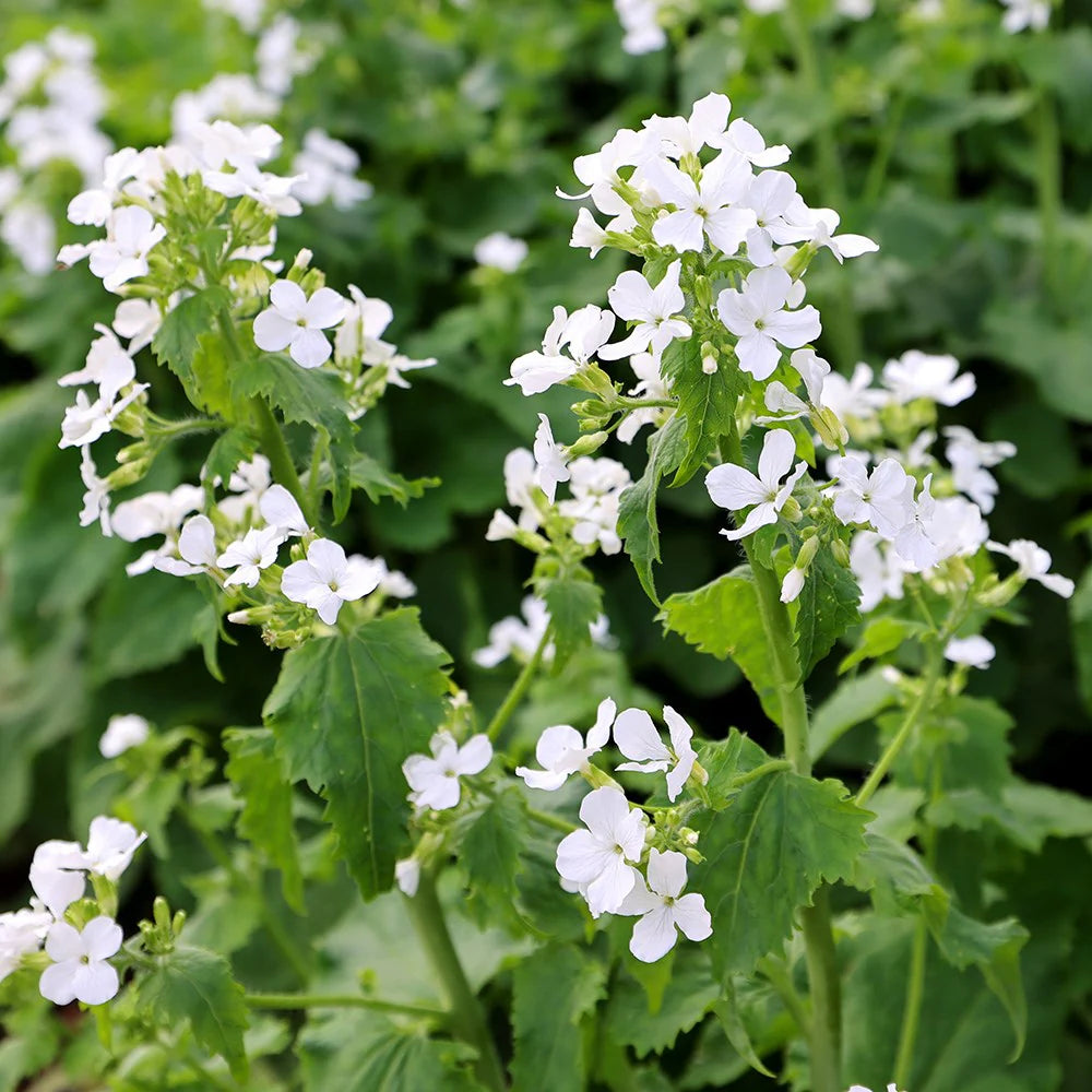 Ornamental White Lunaria seeds for gardens