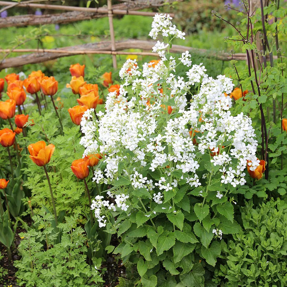 Ornamental Lunaria plant with white blooms