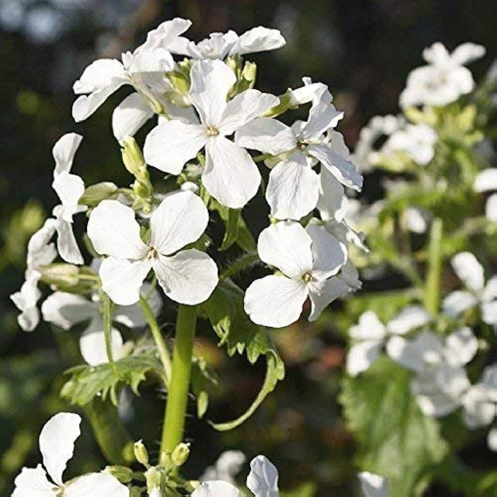 White Lunaria Rediviva seeds for planting