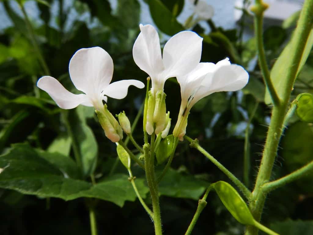 Silver seed pods of White Lunaria Rediviva