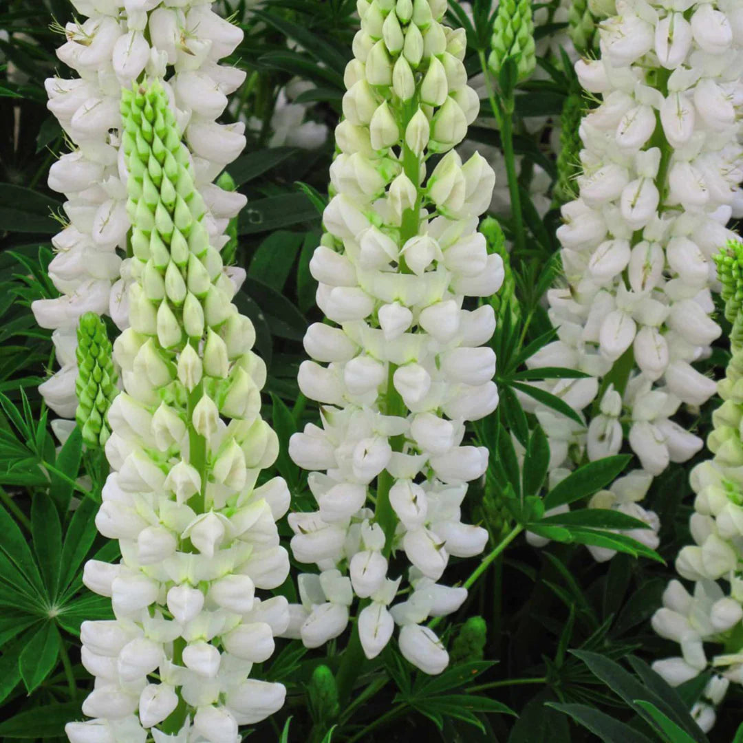 White Lupine flowering in cottage garden