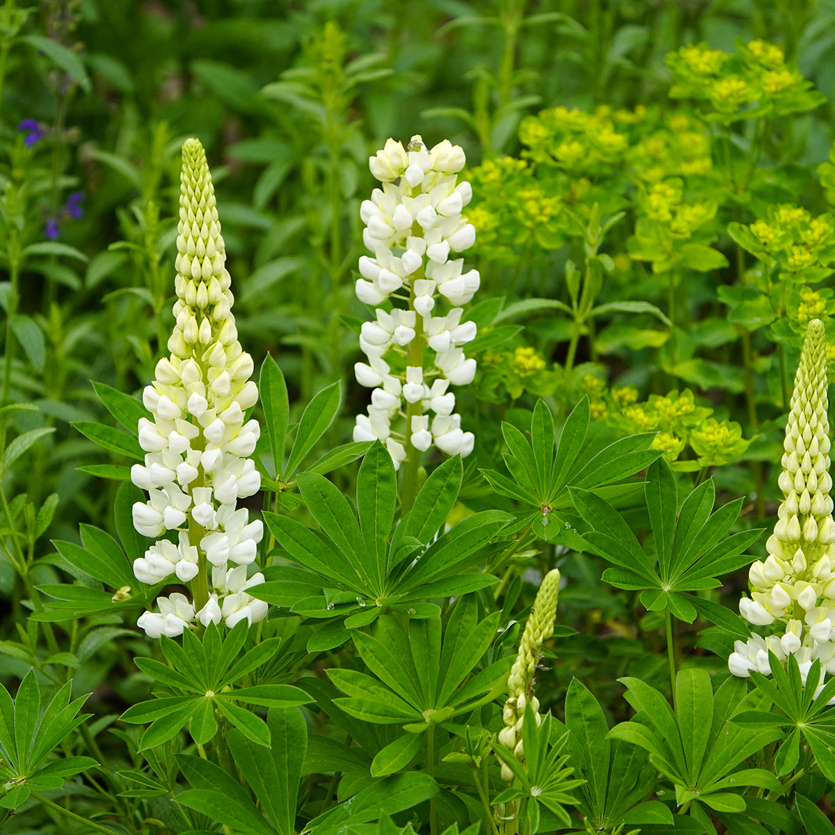 Ornamental White Lupine seeds for landscapes
