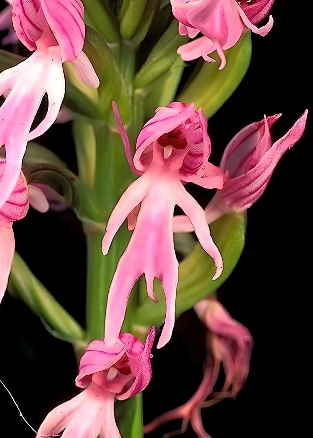 Non GMO White Man Orchid seeds