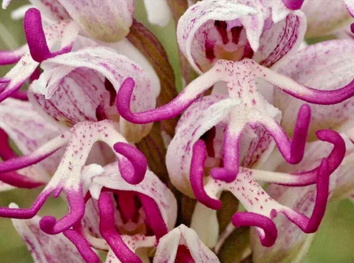 Ornamental White Man Orchid plant