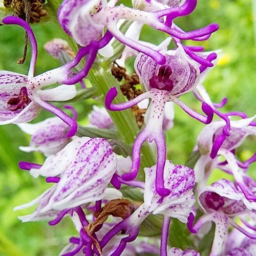 White Man Orchid seeds for planting